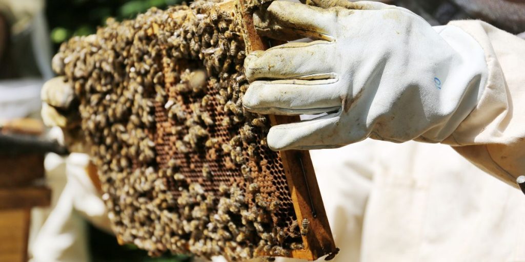 Do Beekeepers Make Money?