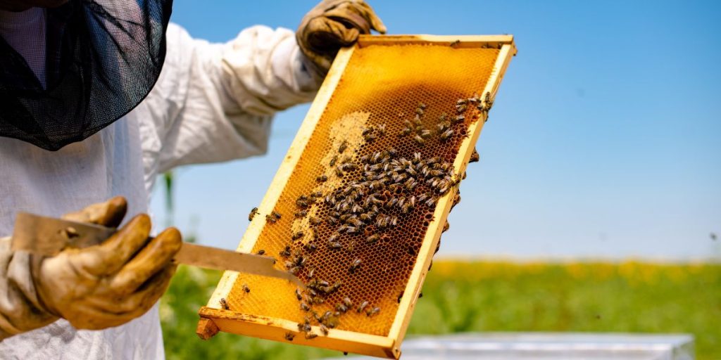 Do Beekeepers Live Longer?